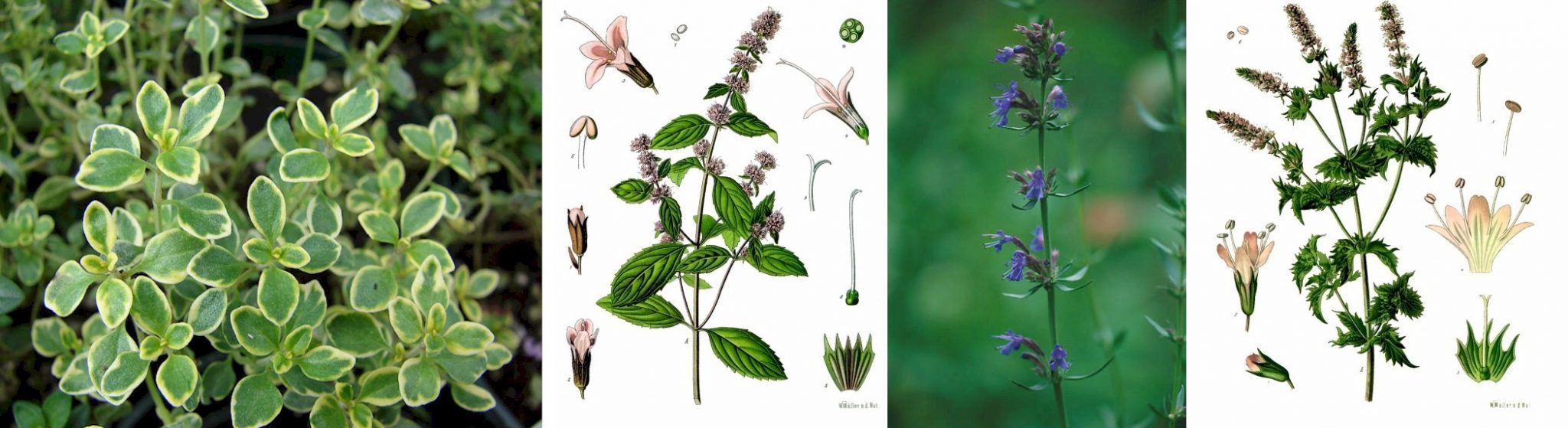 Herb Kashmiri Apothecary